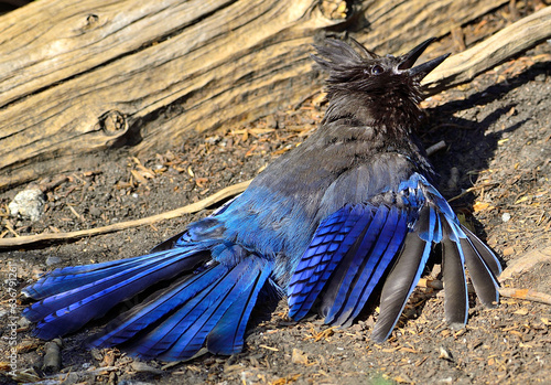 Obraz na płótnie Steller's Jay anting