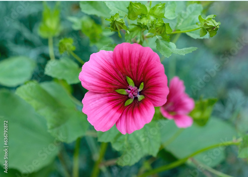 The plant lavatera (Lavatera) is also called the wild rose or hatyma, the mallow family. Close-up dark pink Lavatera flower in the garden. Burgundy flower top view.