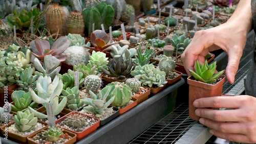 Select succulent plants in pots in the store. Florist small business, vertical garden in the city. Person buying cactuses in the shop on shelfs.