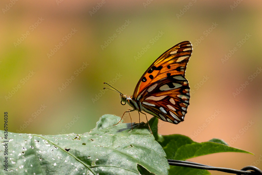 Obraz premium A Passion butterfly is a bright orange butterfly of the family Nymphalidae. Species Dione Vanillae. Nature. Animal world.