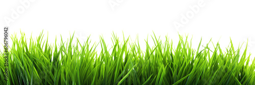 Green grass picture frame isolated on white background. Transparent png, cutout, clipart.