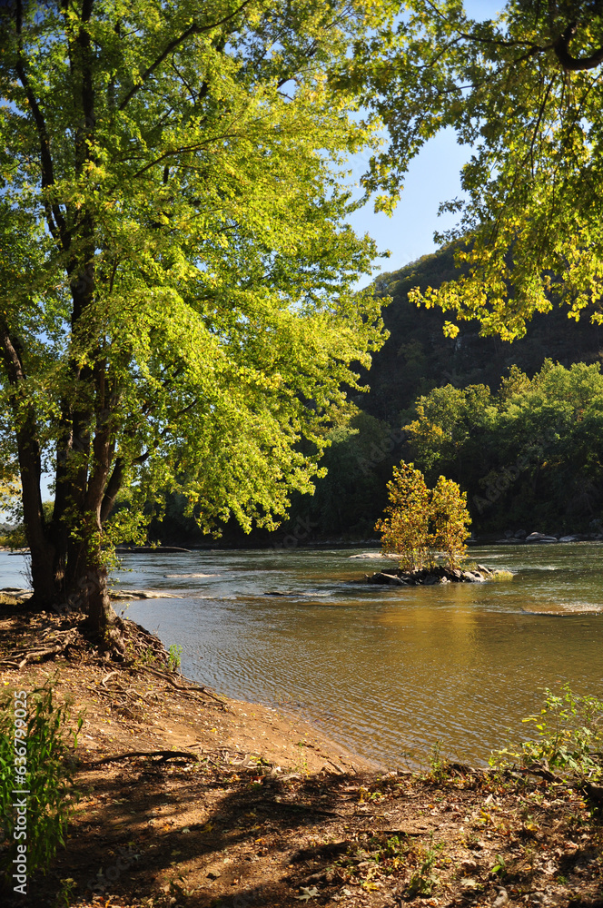 Trees growing in the Shenandoah river. Trees growing in the Shenandoah river.
