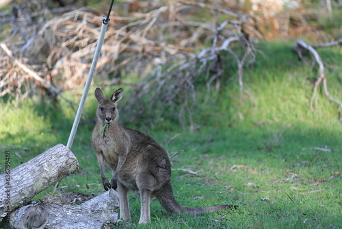 Eastern grey kangaroo -Macropus giganteus- grazing on grassland next to Halls Gap Community Garden-Recreation Reserve. Victoria-Australia-864