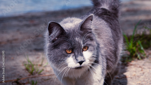Nori, a gray and white cat with orange eyes and a pink nose, walking on the sandy ground. The background consists of a blurred blue body of water and green plants