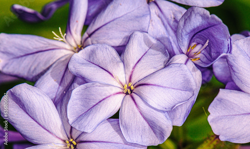 purple iris flower © Edwin