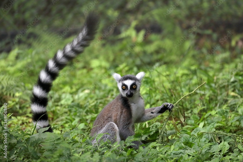 Fototapeta premium 草むらに座ったカメラ目線のワオキツネザル