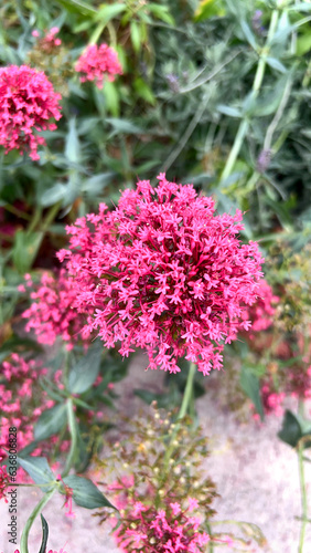 pink flowers in a garden