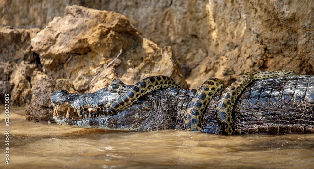 Obraz premium Cayman (Caiman crocodylus yacare) vs Anaconda (Eunectes murinus). Cayman caught an anaconda. Anaconda strangles the caiman. Brazil. Pantanal. Porto Jofre. Mato Grosso. Cuiaba River.