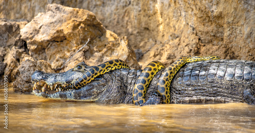 Cayman (Caiman crocodylus yacare) vs Anaconda (Eunectes murinus). Cayman caught an anaconda. Anaconda strangles the caiman. Brazil. Pantanal. Porto Jofre. Mato Grosso. Cuiaba River. photo