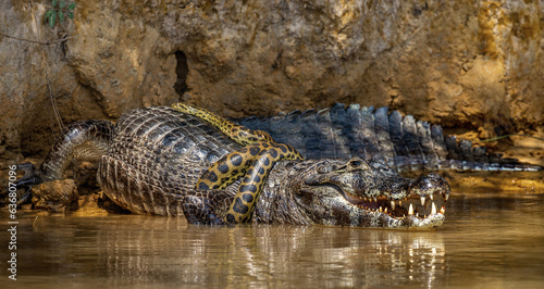 Cayman (Caiman crocodylus yacare) vs Anaconda (Eunectes murinus). Cayman caught an anaconda. Anaconda strangles the caiman. Brazil. Pantanal. Porto Jofre. Mato Grosso. Cuiaba River.