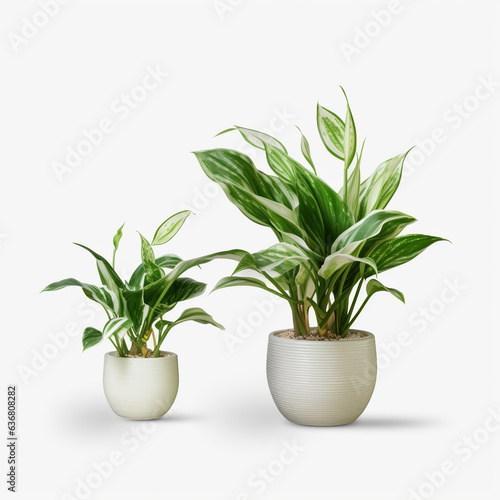 White potted plants on white background