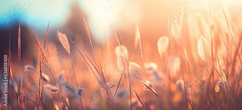 Sun-kissed grass stems in a field during sunset. Concept of natures beauty and tranquil scene.