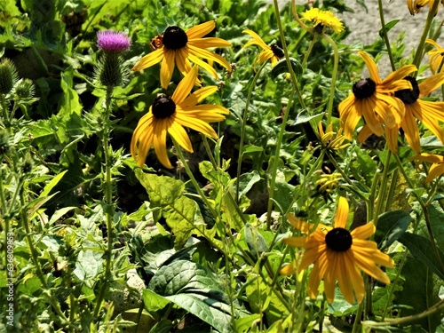 Summer garden of yellow flowers.