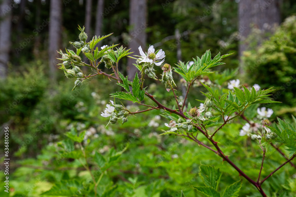 Obraz premium Blackberry Bush in the wild
