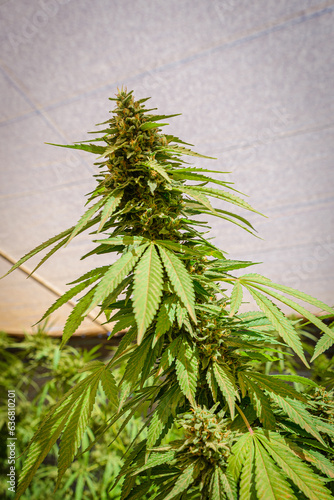 Marihuana plant growing in a indoor farm.