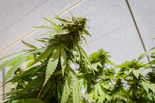 Marihuana plant growing in a indoor farm.