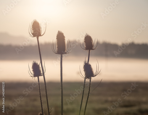 Cattails silhouetted in the morning sun