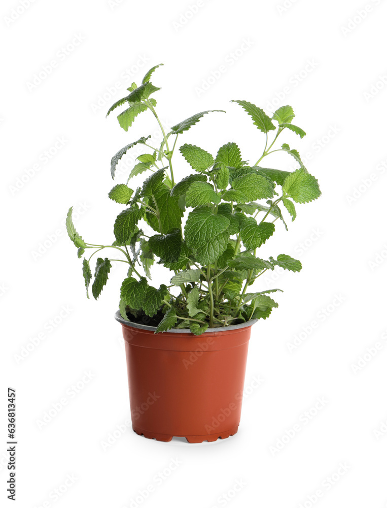 Aromatic green potted lemon balm plant isolated on white Aromatic green potted lemon balm plant isolated on white