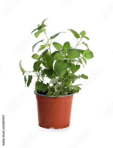 Aromatic green potted lemon balm plant isolated on white