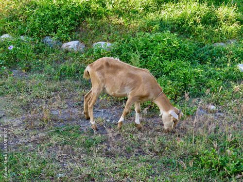 Young goat eating grass. Goat in the pasture. Goat on a green meadow. The goat eats grass in the field.