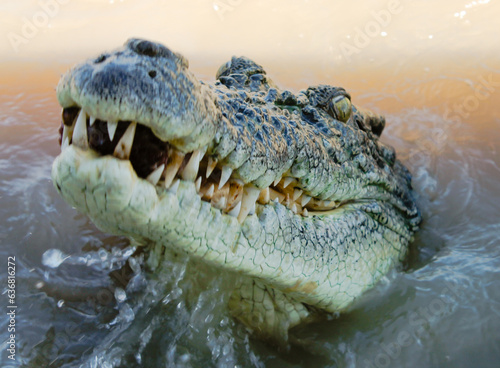 Launching Croc