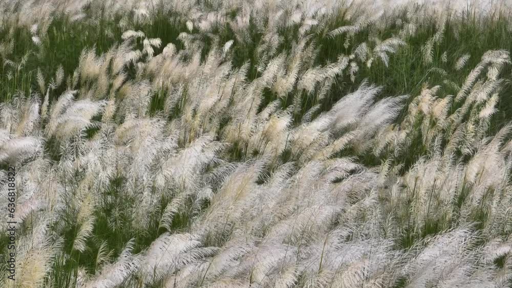 Kans grass flower blowing in the wind, White wild flower, Vast grassland Kans grass flower blowing in the wind, White wild flower, Vast grassland