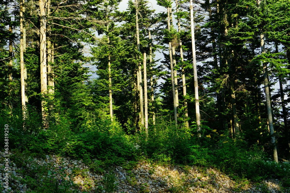 forest trees. nature green wood sunlight backgrounds. forest trees in spring forest trees. nature green wood sunlight backgrounds. forest trees in spring