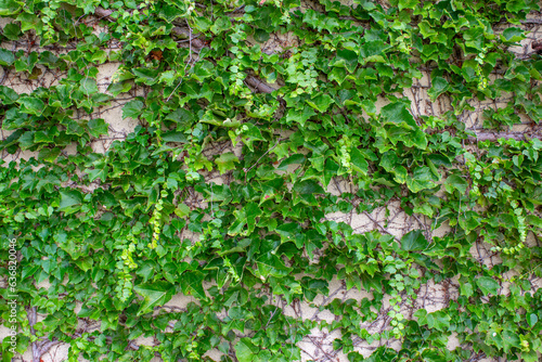 蔦の葉の壁 © chiropoko