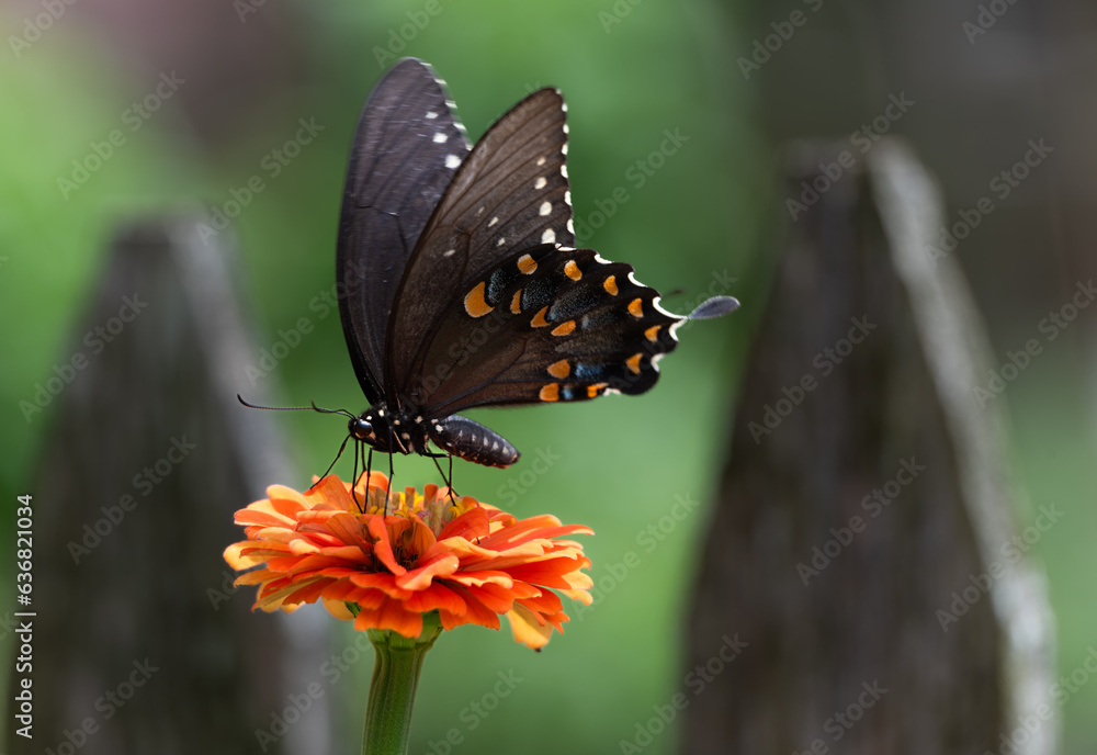 Fototapeta premium Black Swallowtail on Orange Zinnia