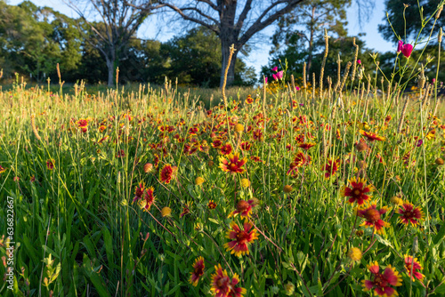 Field of spring flowers on the Texas Gulf Coast