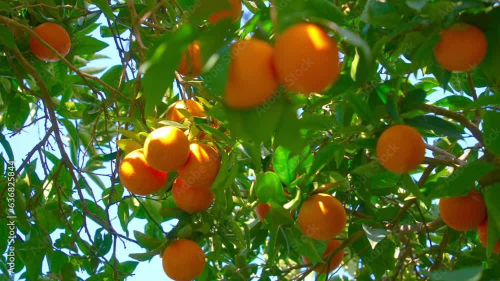 Orange in Soller, Mallorca, Spain Orange in Soller, Mallorca, Spain