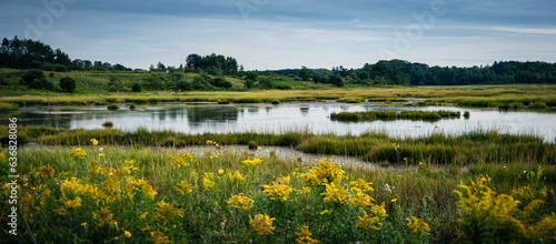 Fotografie, Obraz Marshes with flowers in Maine