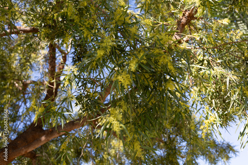 Small yellow flowers from a tree blooming in Southern California © ChimneyRock