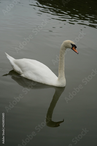 white beautiful swans on the lake