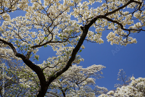 Wallpaper Mural 青空と満開のハナミズキ Torontodigital.ca