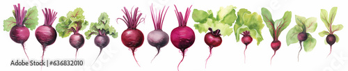 A Minimal Watercolor Banner of a Row of Beetroots on a White Background