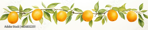 A Minimal Watercolor Banner of a Row of Kumquats on a White Background