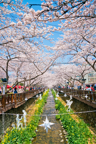 Jinhae Sakura Festival at Yeojwacheon Stream, South Korea. photo