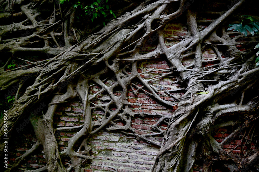 The tree roots covered on ancient gray concrete cement wall in Thailand.