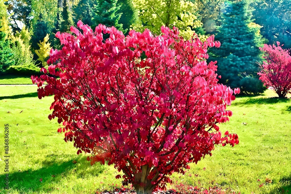Fragment of the autumn park . Winged euonymus Compactus is a perennial shrub that impresses with its beauty.