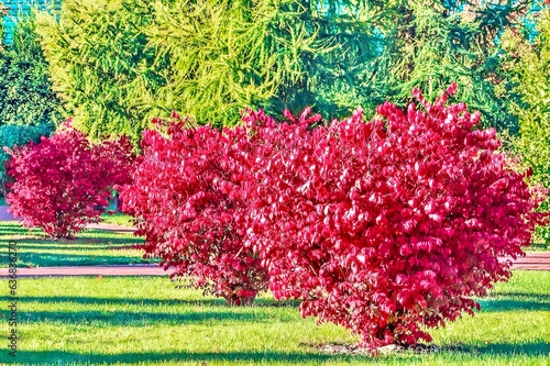 Fragment of the autumn park . Winged euonymus Compactus is a perennial shrub that impresses with its beauty.