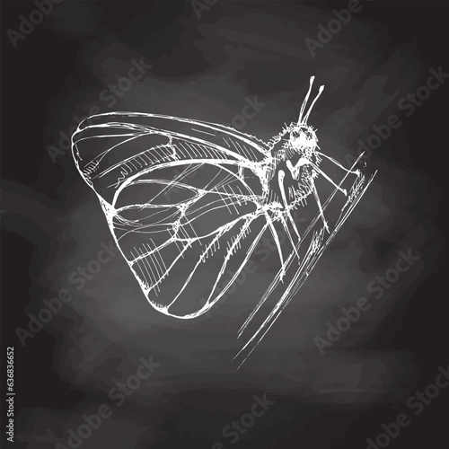 Hand drawn  butterfly sketch. Monochrome insect  doodle on chalkboard background. Black and white vintage element.  Vector sketch. Detailed retro style.