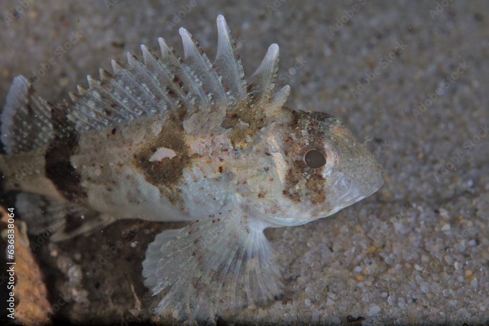 A close up view of the fortesque fish (Centropogan australis in Latin). It is a small brown and white scorpionfish. A close up view of the fortesque fish (Centropogan australis in Latin). It is a small brown and white scorpionfish.