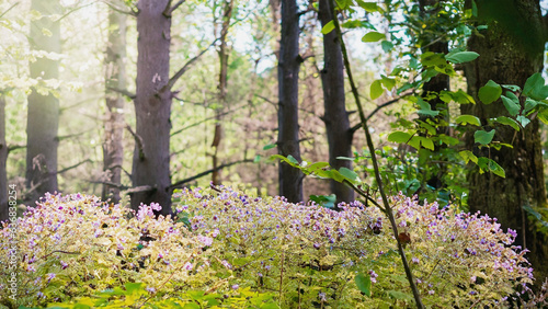 Fototapeta Naklejka Na Ścianę i Meble -  beautiful wild folwers blossom in the forest