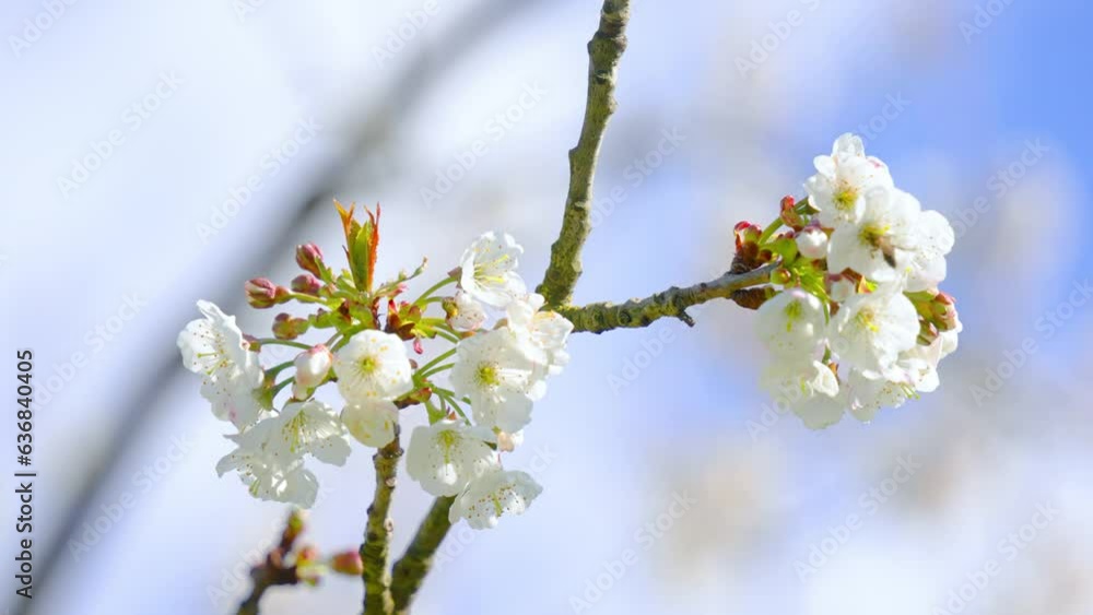 Plum tree flowers are waving Plum tree flowers are waving