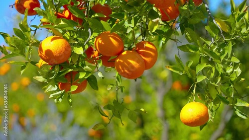 Orange in Soller, Mallorca, Spain