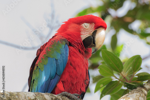 green and red macaw in a branch photo