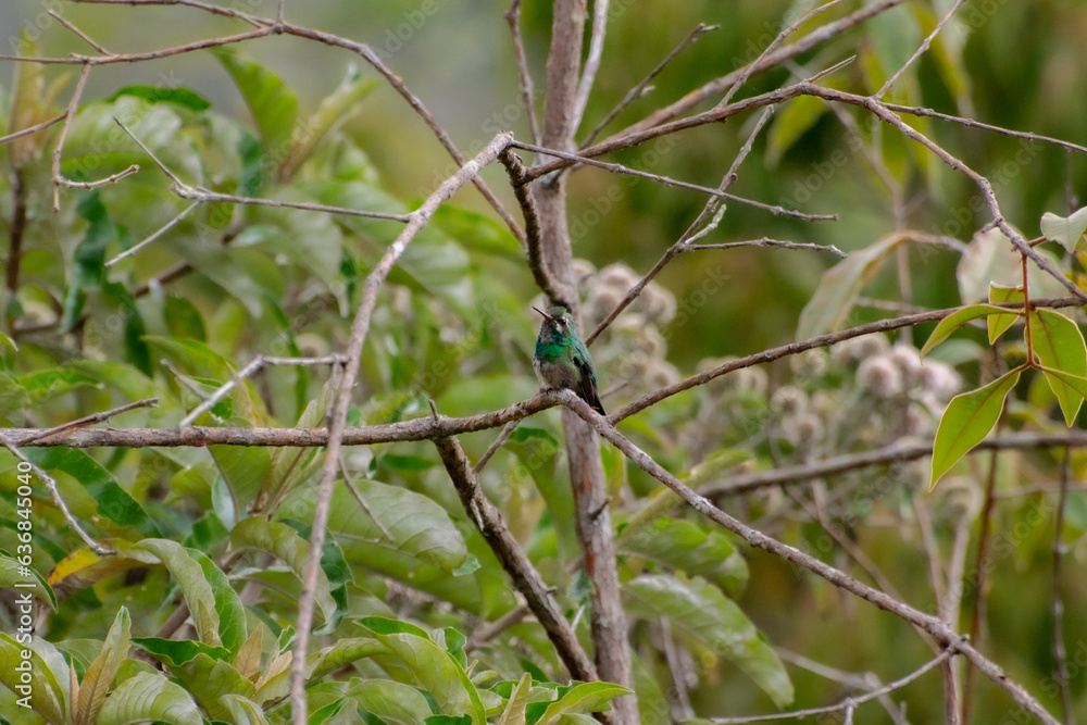 humming bird flying flower feather humming bird flying flower feather