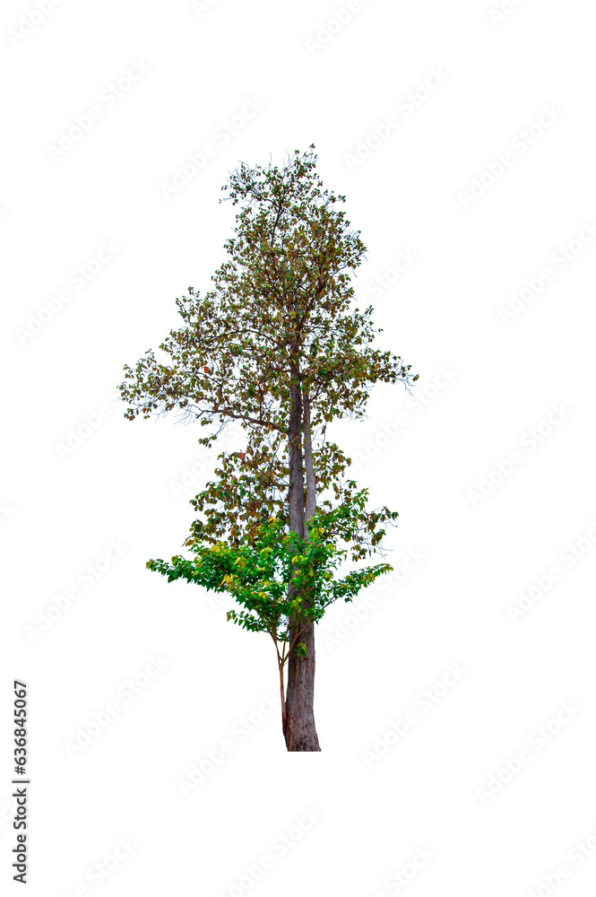 Obraz premium beautiful green leaf single tree isolated on a white background