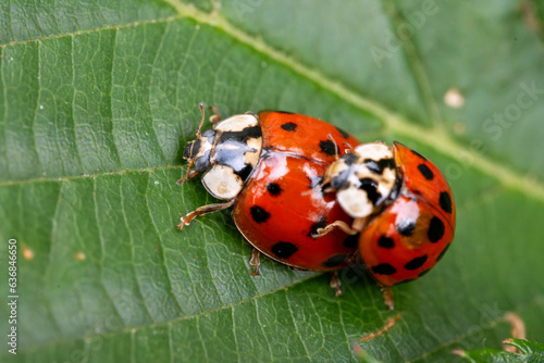 ladybug on a leaf